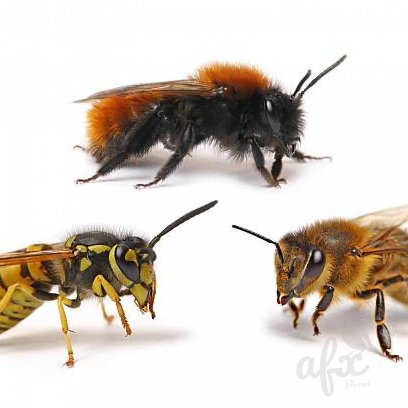 Скачать звуки пчелы и осы