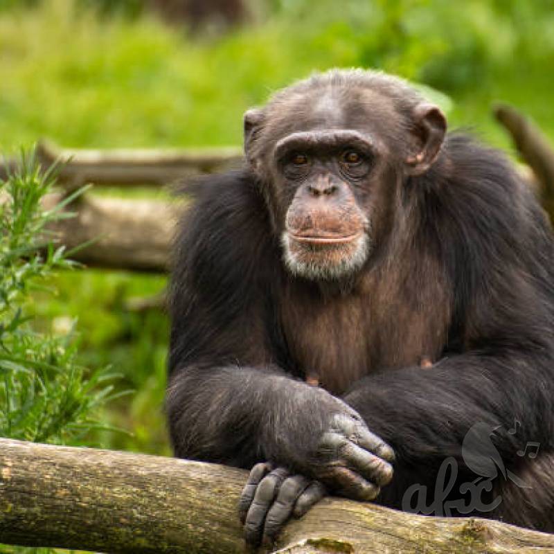 Скачать звуки шимпанзе