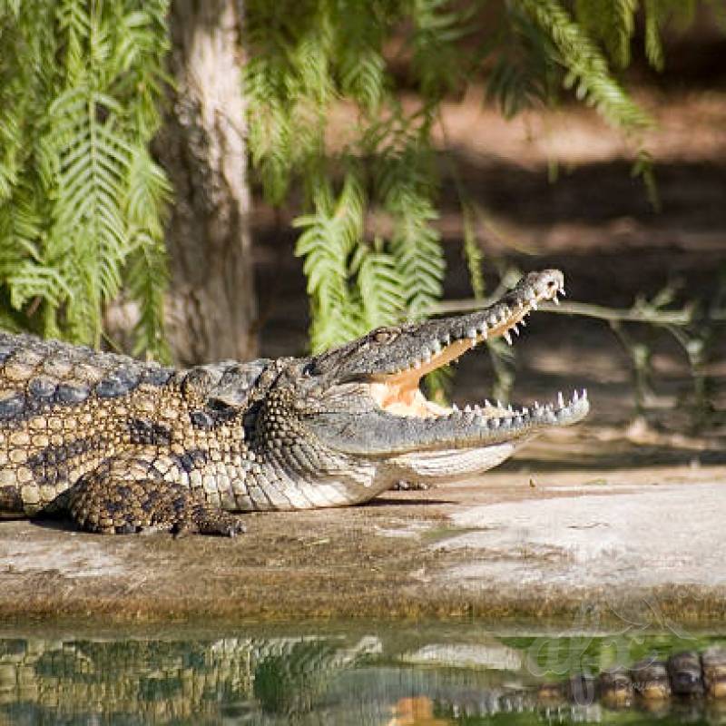 Скачать звуки крокодила и аллигатора