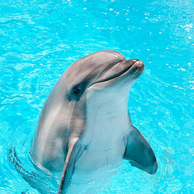 Скачать звуки дельфинов