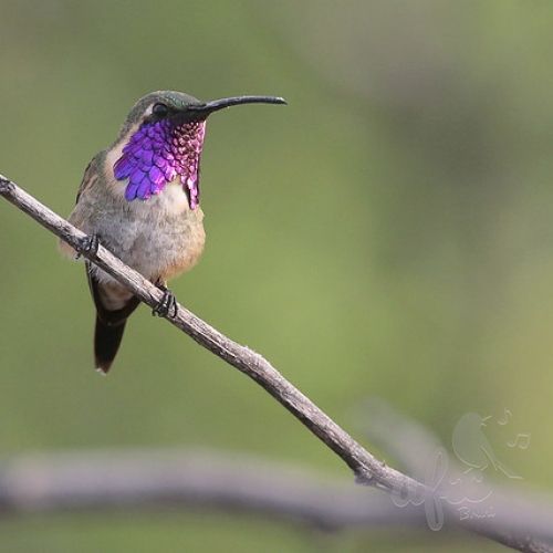 Скачать звуки синебородого украшенного колибри