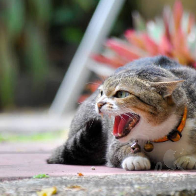 Скачать звуки агрессивной кошки