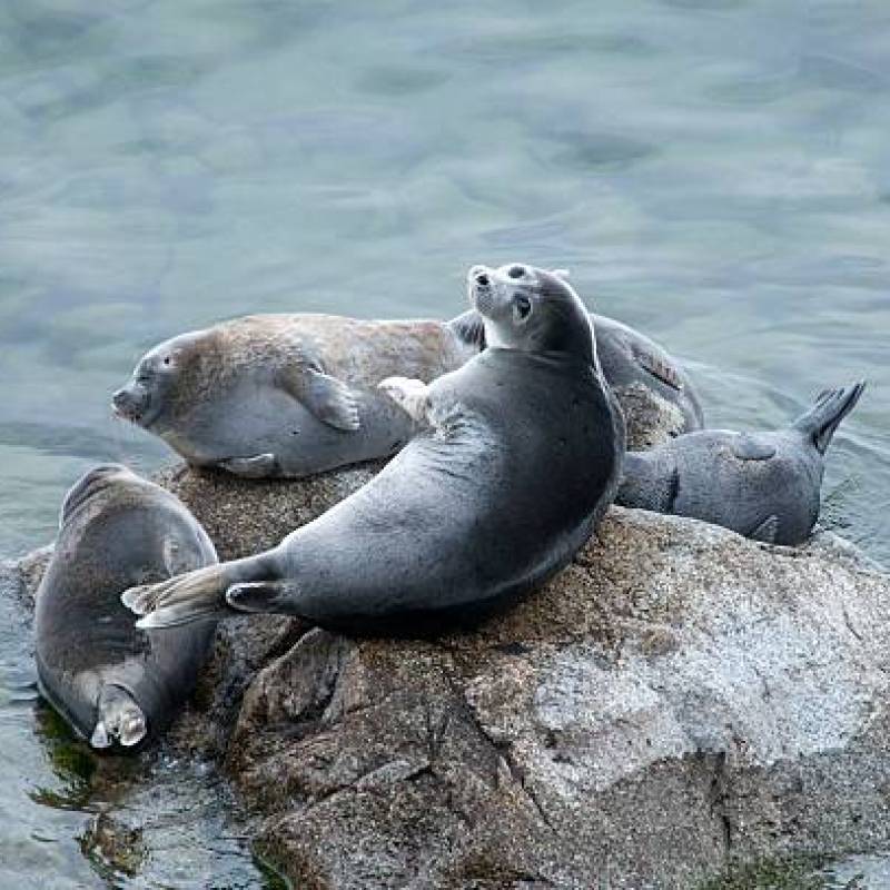 Скачать звуки тюленей и морских котиков