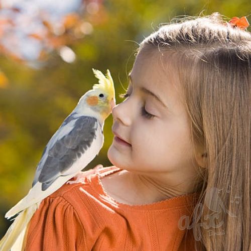 Скачать звуки Детские песни про птиц