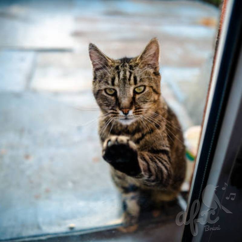 Скачать звуки кошки стучащей лапами