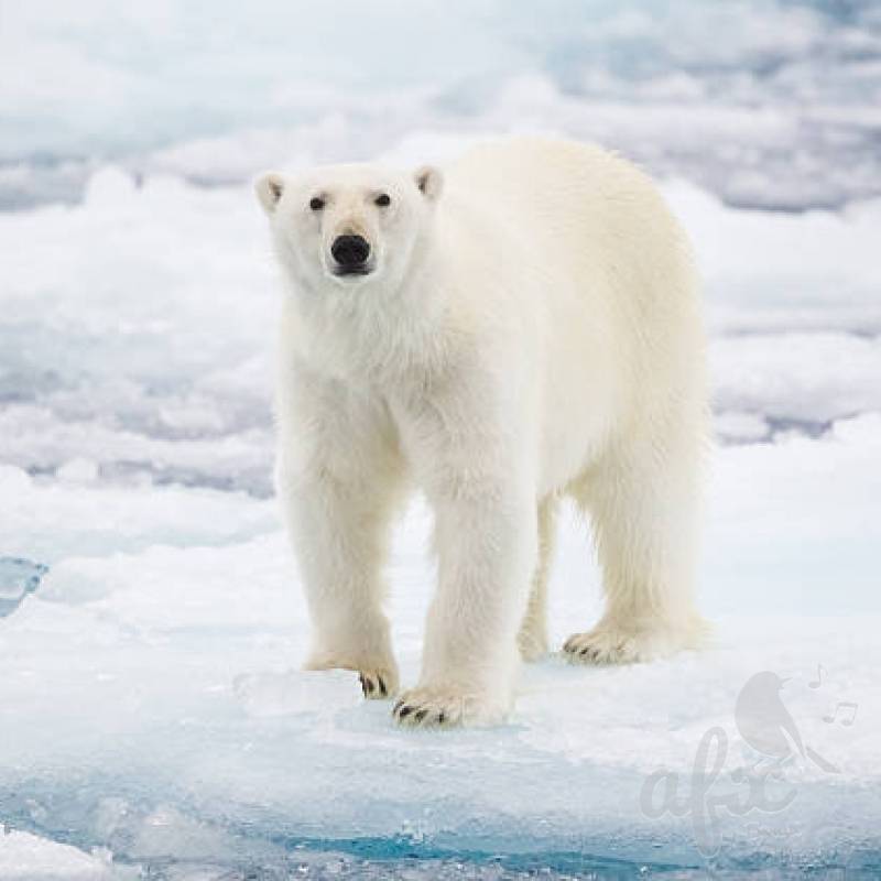 Скачать звуки полярного белого медведя