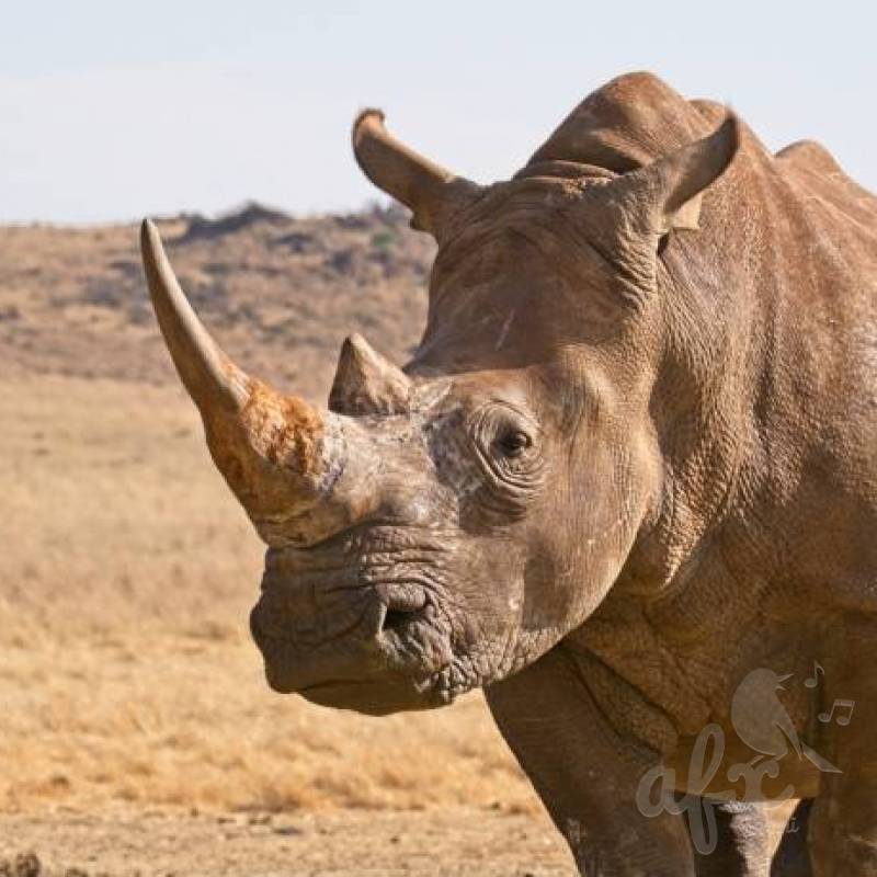 Скачать звуки носорога