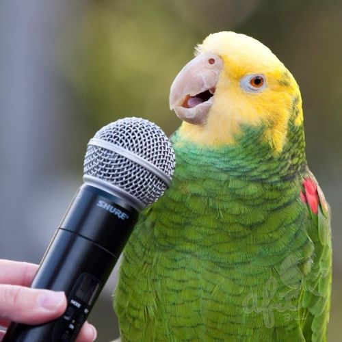 Скачать звуки для попугаев, чтобы научить говорить