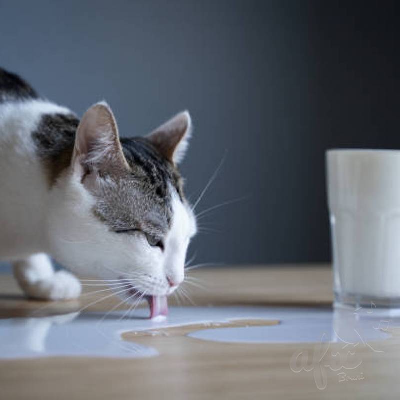 Скачать звуки кошки лакающего молоко