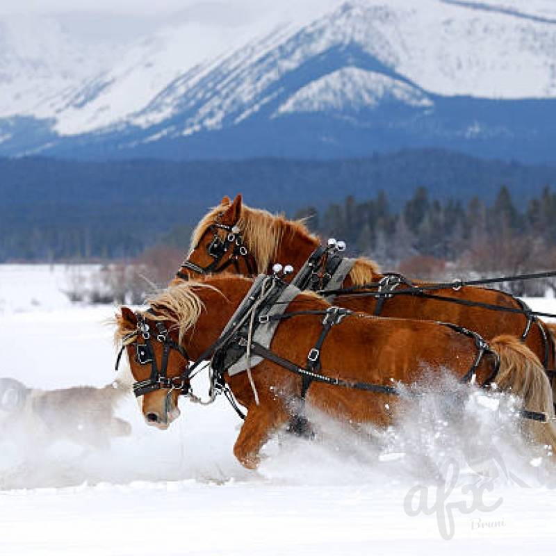 Скачать звуки зимних саней с лошадьми