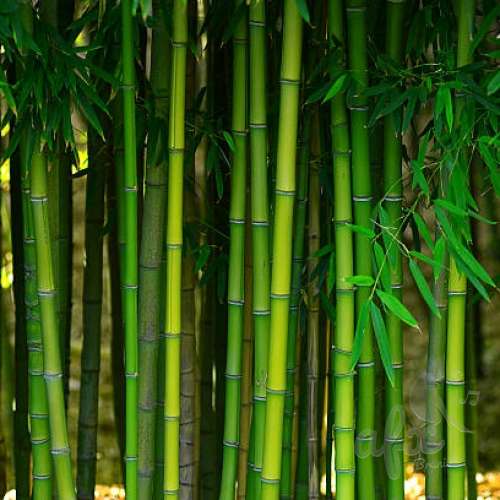 Скачать звуки бамбука