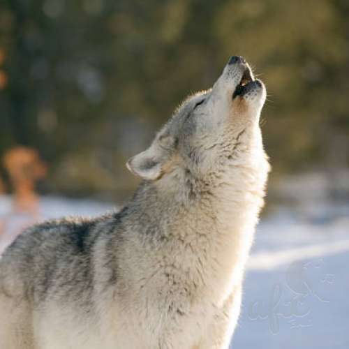 Скачать звуки вой волка