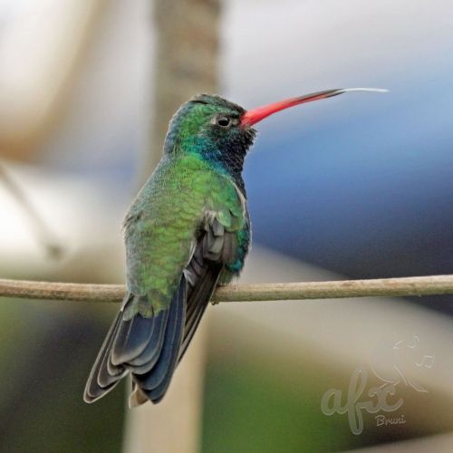 Скачать звуки ширококлювого колибри-цинантуса