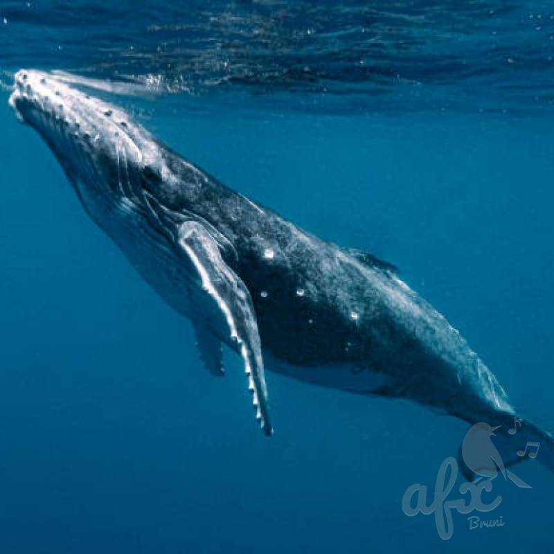 Скачать звуки китов