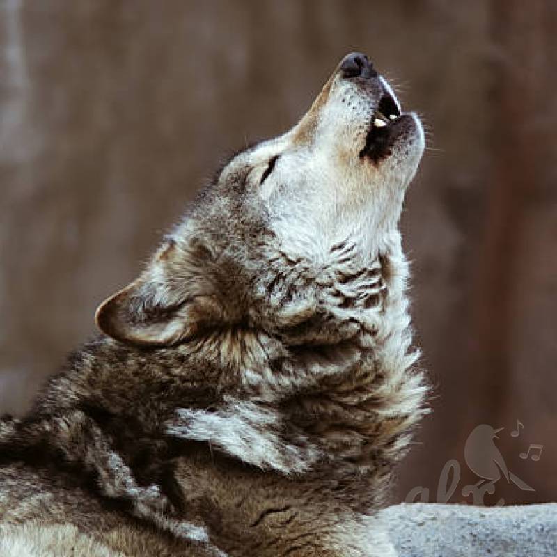 Скачать звуки воя волка